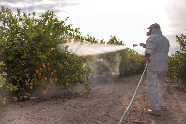 Best Bird Control  in Natalia, TX